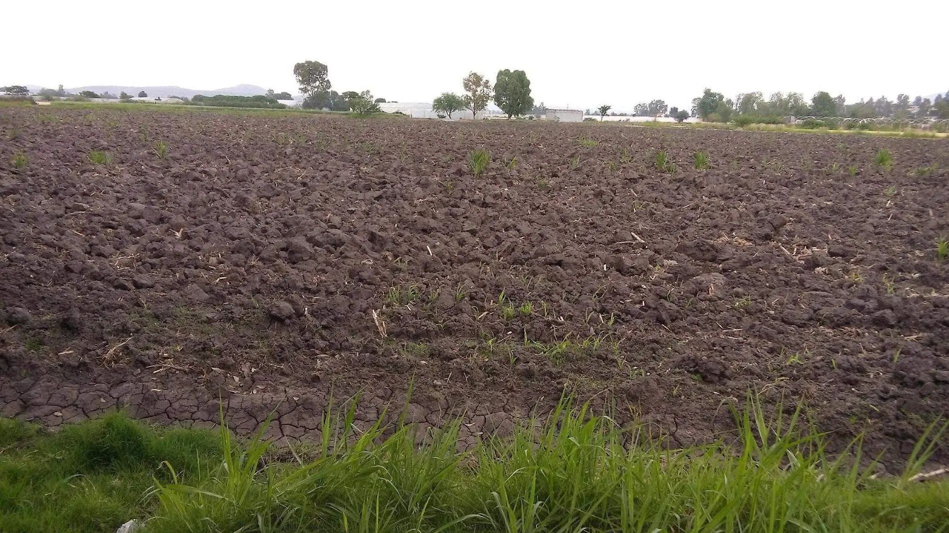 El forraje que sirve como alimento para el ganado se encuentra en riesgo por el descenso de